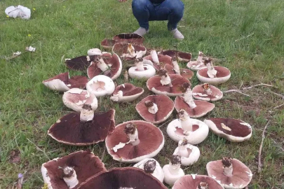 Yağmur sonrası meralar mantarla doldu
