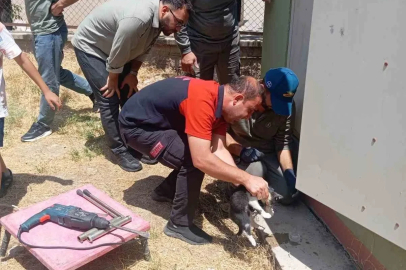 Trafo deliğine başı sıkışan kedi itfaiye ekiplerince kurtarıldı
