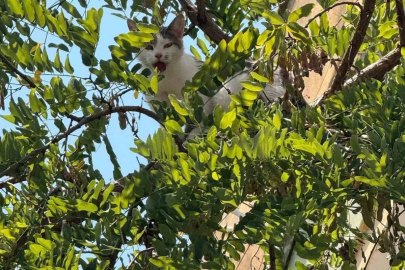 Antalya’da ağaçtan inemeyen kedi vinç yardımıyla kurtarıldı

