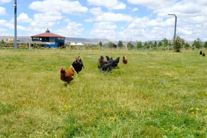 Keneyle mücadelede gezici tavuk kümesi uygulaması
