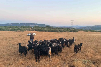 Elazığ’da kaybolan 30 keçi dron destekli çalışmayla bulundu
