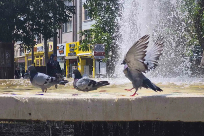 Fıskiyelerin altında kanat çırparak doyasıya serinlediler
