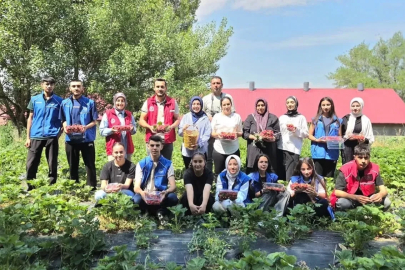 Ağrılı gönüllü gençlerden çilek hasadına destek
