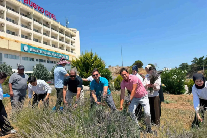Burhaniye’de "Lavanta Kokulu Okul" da hasat heyecanı
