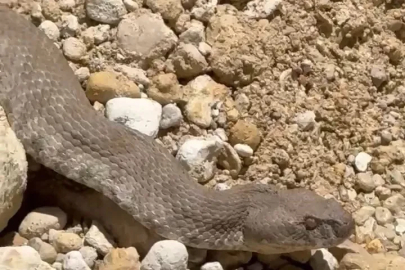 Tunceli’de koca engerek yılanı görüntülendi

