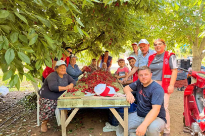 Bayındırlı gençler kiraz hasadına katıldı, üreticilere destek verdi
