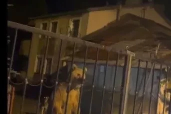 Sarıkamış’ta bu kez roller değişti: Vatandaş dışarıda bekledi, ayılar bahçede misafir oldu
