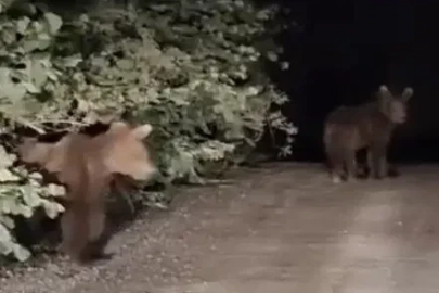 Gece yarısı ayılarla karşılaşan vatandaşlar panik yaşadı: O anlar kamerada
