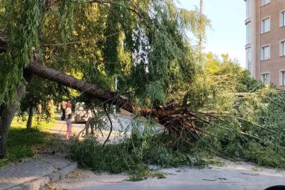 Şiddetli rüzgar parktaki ağacı devirdi

