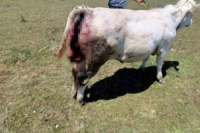 Kovalı Yaylası’nda ayı alarmı: Üreticiler yetkililere seslendi
