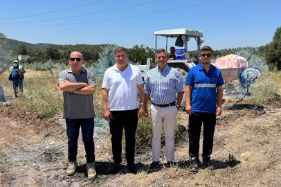 Zeytinler büyüyor, Milas kazanıyor
