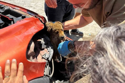 Araç tamponuna sıkışan yavru köpeği veteriner hekimler kurtardı
