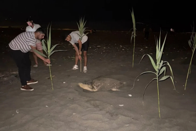 Caretta carettayı yuva yaparken gören gençler, duyarlılık gösterdi önlem aldı
