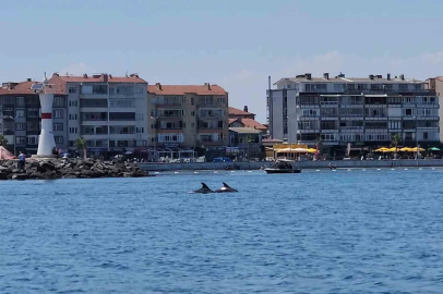 Marmara’nın sürpriz misafirleri: İki yunus teknenin yanında görüntülendi

