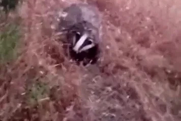 Batman’da porsuk görüntülendi

