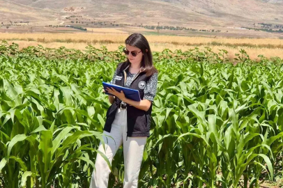 Şuhut’ta yem bitkileri ekili alanlarda saha çalışmaları devam ediyor
