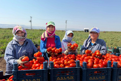 Amik Ovası'nda 35 derecede domates hasadı