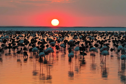 Bakan Kurum'dan 'Flamingo' paylaşımı