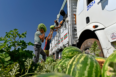 Hasadı süren Diyarbakır karpuzu, Türkiye'nin dört bir yanına gönderiliyor