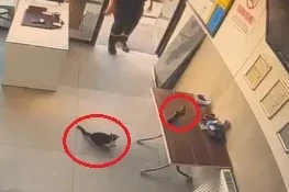 İş yerine giren kargayı kediden kurtardı; o anlar kamerada