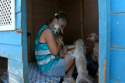 Geçici hevesle alınıp terk edilen cins köpekler, sahiplenilmeyi bekliyor