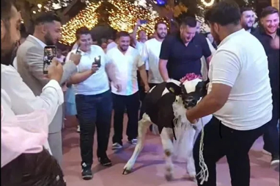 Takı töreninde damada dana hediye ettiler