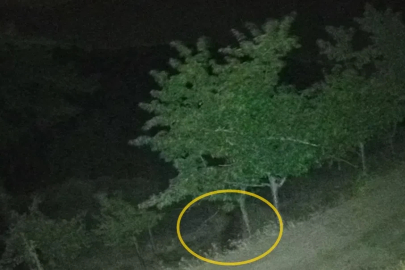 Çorum'da köye inen ayılar bahçelere zarar verdi