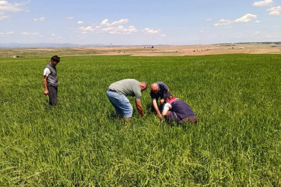 Edirne’de dolunun zarar verdiği tarlalarda hasar tespit çalışması başlatıldı
