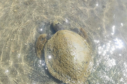 Ayvalık'ta sahilde ölü caretta caretta bulundu