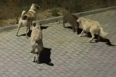 Kuşadası’nda başıboş köpekler yavru yaban domuzuna saldırdı; o anlar kamerada