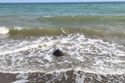 Tedavi edilen Mersin ile Göksu, mavi sulara bırakıldı
