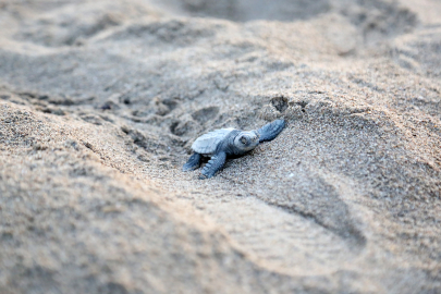 Akdeniz'de yavru caretta heyecanı/Ek fotoğraflar