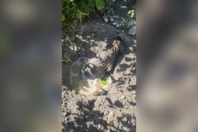Mikserden dökülen betonda mahsur kalan yavru köpeği itfaiye kurtardı 