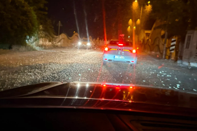 Sakarya'da milyonlarca kelebeğin ölüm dansı