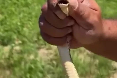 Tarlasını sürerken gördüğü yılanı zarar görmesin diye elleriyle yakalayıp güvenli bölgeye bıraktı