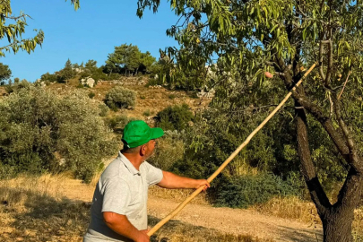 Datça'da badem hasadı başladı