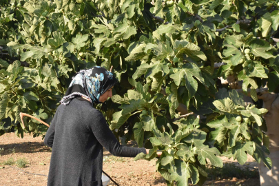 Bardacık inciri Torbalı'da toplanmaya başladı