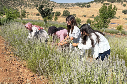40 yıldır atıl duran arazi, kadınların emeğiyle lavanta bahçesine dönüştü