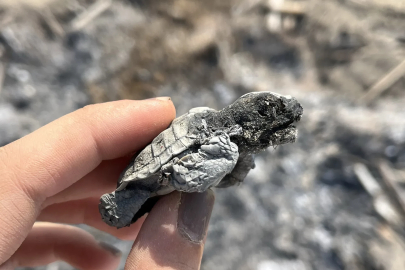 Kumsalda yakılan ateş, denize ulaşmaya çalışan yavru carettanın ölümüne neden oldu