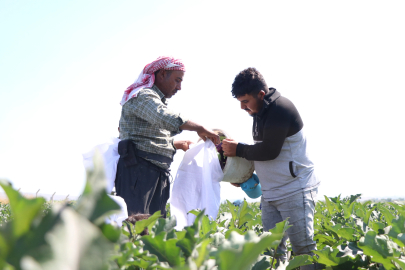 Kayseri'nin coğrafi işaretli Yamula patlıcanında hasat başladı / Ek fotoğraflar