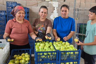 Mersin'de incir hasadı başladı; kilosu 150 lira