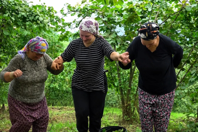 Karadeniz'de horonlu türkülü fındık hasadı