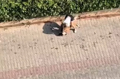Ağızlıksız gezdirilen pitbull, kediyi öldürdü; sahibi, 'polisi aramayın' dedi