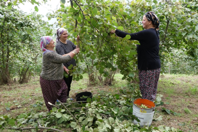 Karadeniz'de horonlu türkülü fındık hasadı/Ek fotoğraflar