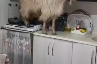 Mutfağa giren keçi tezgahın üzerine çıktı