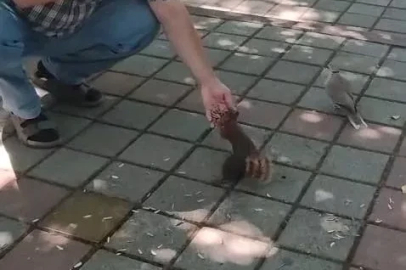 Çay bahçesinde yanına gelen sincap ve kumruyu çekirdekle besledi 