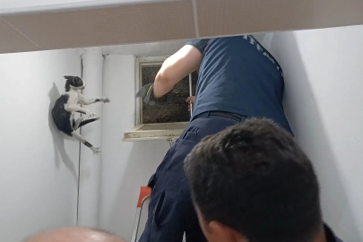 Amasya’da kurtarılan kedi, itfaiyecileri peşinden koşturdu