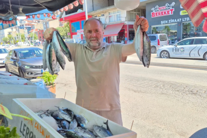 Balık tezgahlarında palamut bolluğu