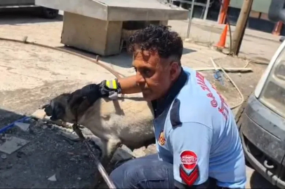 Konteynerin altında mahsur kalan köpek ile 7 yavrusu kurtarıldı