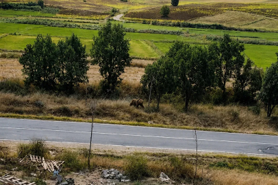 Belediye başkanından vatandaşlara ‘bozayı’ uyarısı